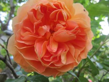 �p�b�g�I�[�X�`��