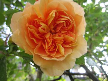 �p�b�g�I�[�X�`��