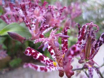 �z�g�g�M�X