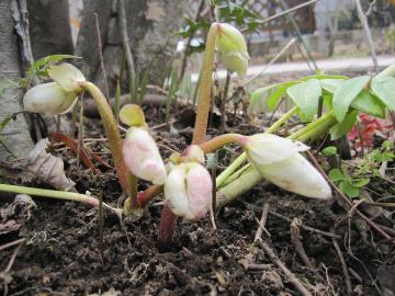 �N���X�}�X���[�Y