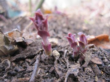 �x���K���c�g