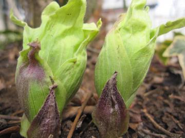 �t�̍���@�ӂ��̂Ƃ�