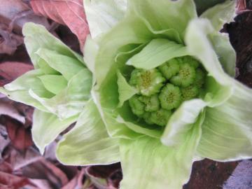 �t�̍���@�ӂ��̂Ƃ�