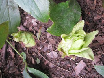 �t�̍���@�ӂ��̂Ƃ�