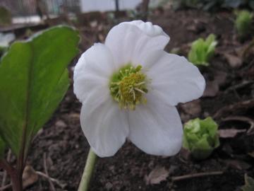 �{�̏t�@�ӂ��̂Ƃ��̍���