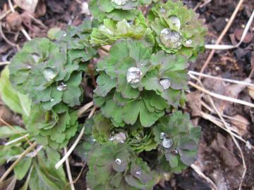 �����܂��̗t�ɏ��������