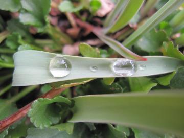 �`���[���b�v�̗t�̏�̐���