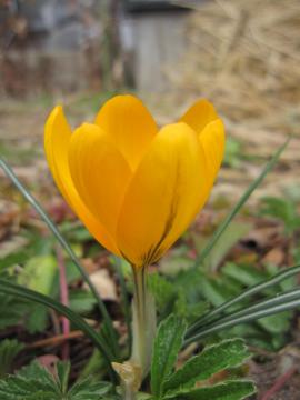 �N���c�J�X�@���F