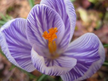 �N���c�J�X�@���F