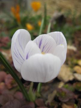 �N���c�J�X�@���F