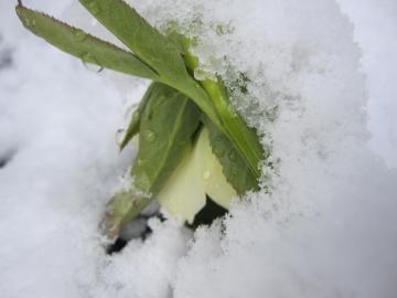 �t�@���O�̐�