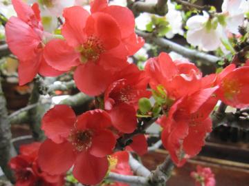 ��Β��@�~�͂̃{�P