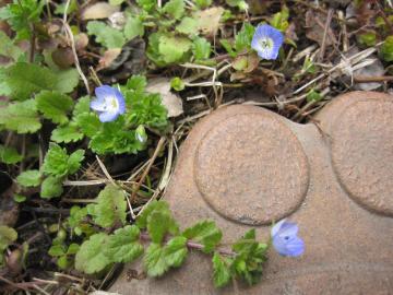 ���`�̔�ѐ�