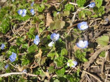 �������ʂӂ���