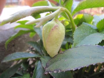 �N���X�}�X���[�Y���Q