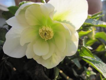 �N���X�}�X���[�Y�̉�