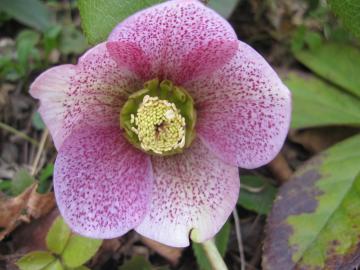 �N���X�}�X���[�Y�̐F