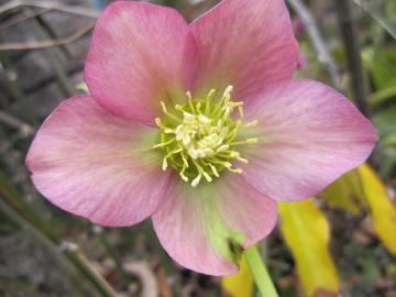 �N���X�}�X���[�Y�̐F