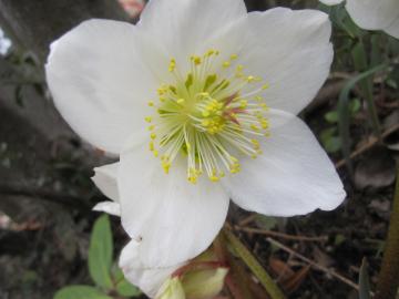 �N���X�}�X���[�Y�̐F