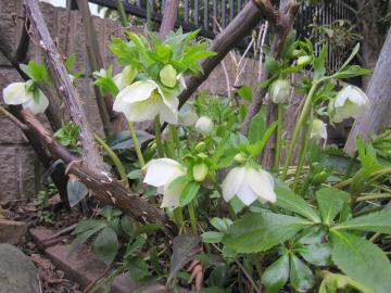 �N���X�}�X���[�Y�̐F