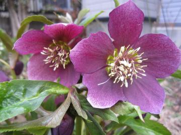 �N���X�}�X���[�Y�̐F