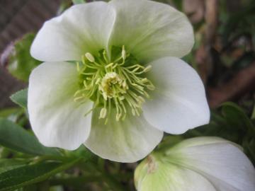 �N���X�}�X���[�Y�̐F