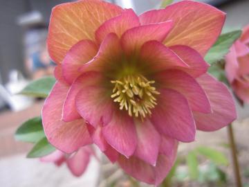 �N���X�}�X���[�Y�̐F