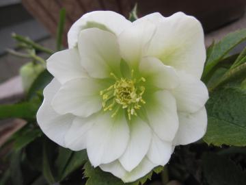 �N���X�}�X���[�Y�̐F