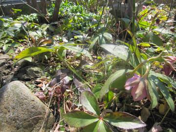 �N���X�}�X���[�Y�̐F