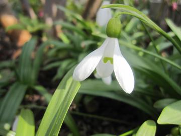 �X�m�[�h���b�v