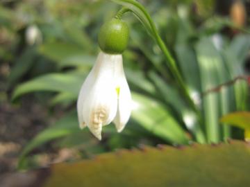 �X�m�[�h���b�v