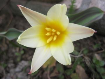 ����`���[���b�v