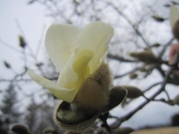 ���Ԃ��̉�