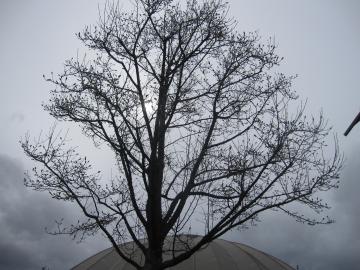 ���Ԃ��̉�