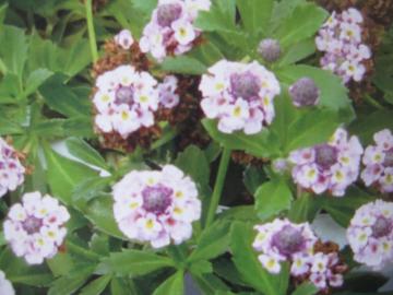 �N���s�A�@�X�[�p�[�C���_���\�E