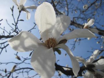 ���Ԃ��̉�