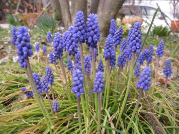 ���X�J��