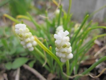 �������X�J��