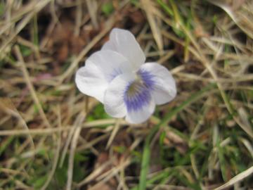 �ʂ��̃X�~��