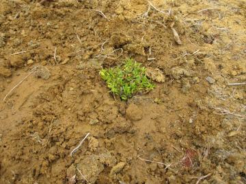 �N���s�A�@(�X�[�p�[�C���_���\�E)