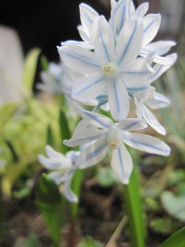 �����ȉ�