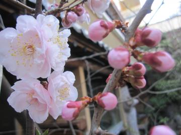 ����200�N�̔~�̖�