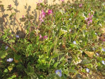 �G���K�[�f��