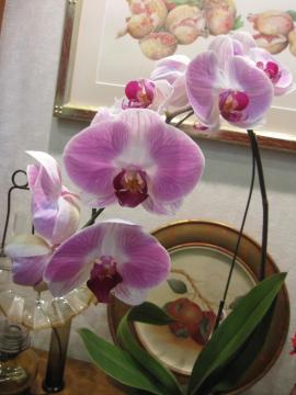 2011�N�x�I�[�v���K�[�f���I�u�M�B�t�̏W��