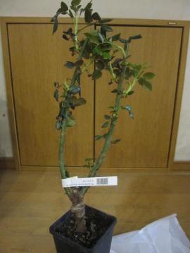 2011�N�x�I�[�v���K�[�f���I�u�M�B�t�̏W��