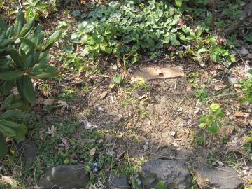 �和���̏����Ȑ��E