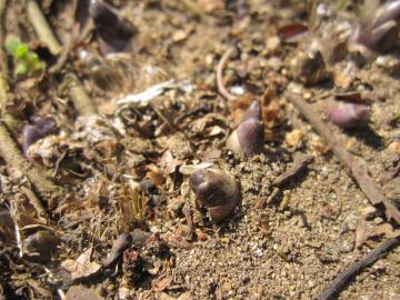 �M�{�E�V�̉�