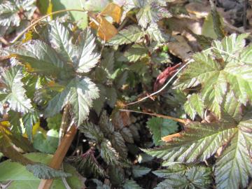 �A�X�`���x