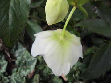 �N���X�}�X���[�Y