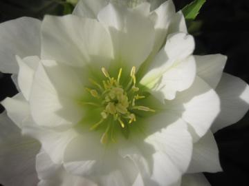 �N���X�}�X���[�Y